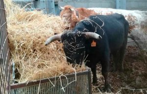 Sorteo para ayudar a la única ganadería de toros bravos de Soria