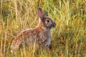 ASAJA anima a solicitar permisos de caza ante daños