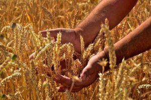ASAJA certifica buenas expectativas en cosecha cerealista