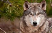 ASDEN aplaude inclusión de lobo como de Protección Especial