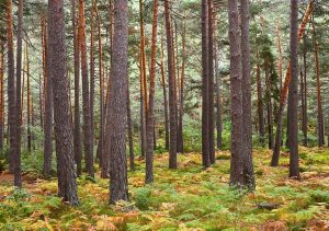 Licitación de aprovechamiento forestal en Cabrejas del Pinar