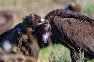 Dos nuevos buitres negros en la Sierra de la Demanda