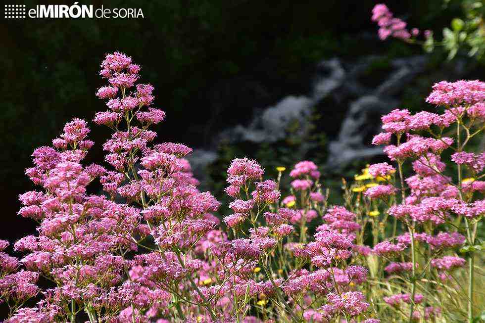 AEMET: una primavera muy cálida y húmeda