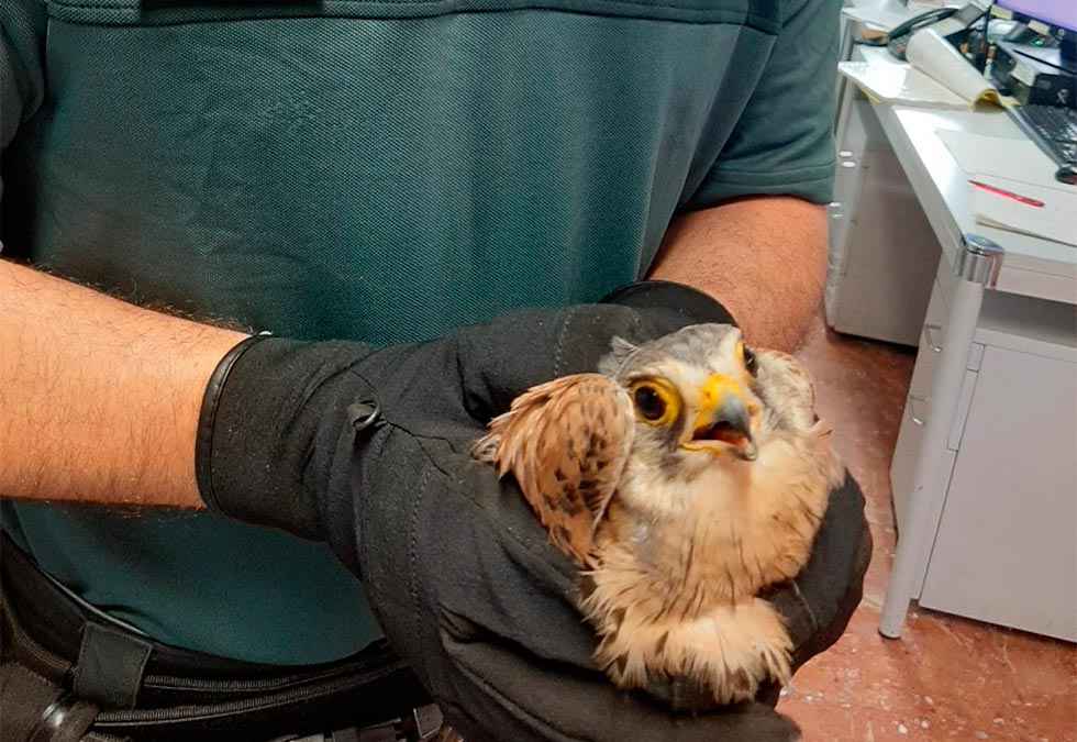 La Guardia Civil recupera un cernícalo herido La Guardia Civil recupera un cernícalo herido
