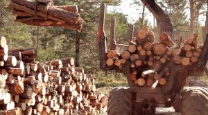 Gómez: "La naturaleza nos ha enviado una lección de vida"