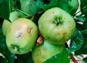 Las tormentas afectan a frutales y cultivos herbáceos