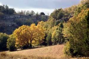 Soria reducirá vulnerabilidad de montes frente a cambio climático