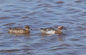 Dos aves acuáticas se reproducen en humedales temporales