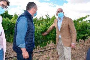 La Junta publica ayudas para cosecha en verde del viñedo