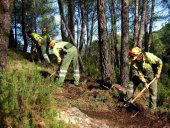 Tratamientos silvícolas preventivos en comarca de Almarza