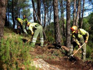 Tratamientos silvícolas preventivos en comarca de Almarza