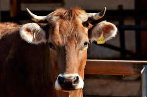 Cebaderos calificados para tuberculosis y brucelosis de bovino