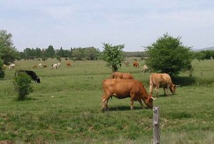 Herido grave tras ser embestido por vacas en Valonsadero