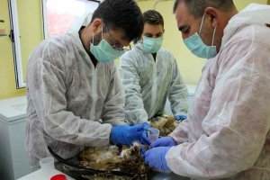 Voluntariado en el Centro de Recuperación de Animales Silvestres