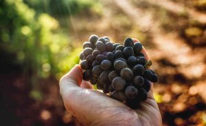 Los viticultores se acogen a ayuda para cosecha en verde