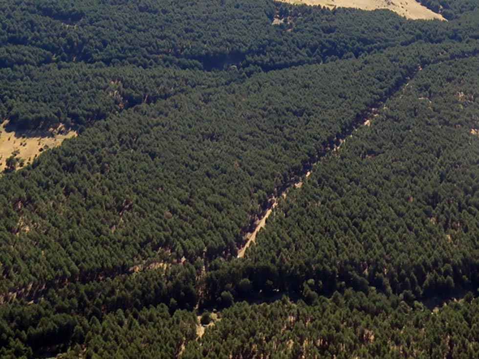 Piden incorporación de sector forestal a pacto de reconstrucción Piden incorporación de sector forestal a pacto de reconstrucción