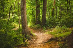 La Junta convoca las ayudas a la reforestación