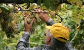 La Junta exige que ningún viticultor se quede sin ayudas