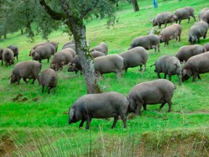 Ayudas estatales para los productores de porcino ibérico