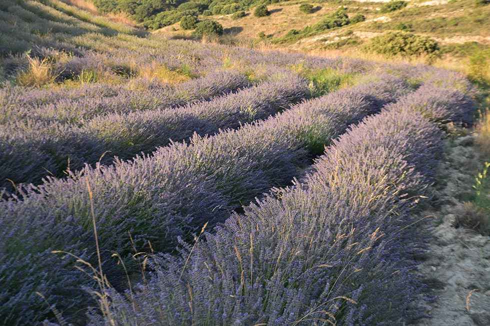 San Felices, la pequeña Provenza soriana