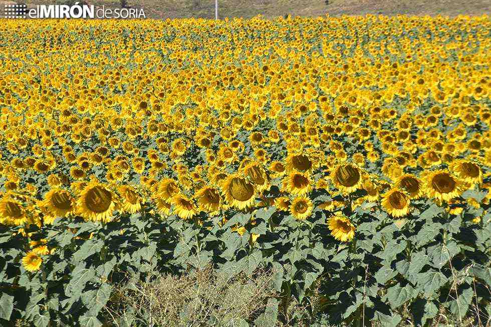 Ayudas para incorporación de agricultores jóvenes al sector