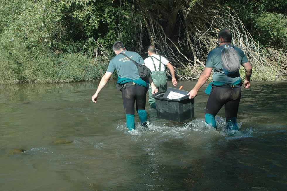 Detenidos por cultivar marihuana en isleta de río Duero