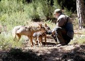 El Centro del Lobo Ibérico estrena pasarela-observatorio