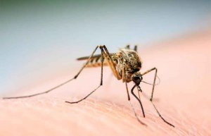 Mosquitos, chinches o garrapatas: cómo evitar sus picaduras