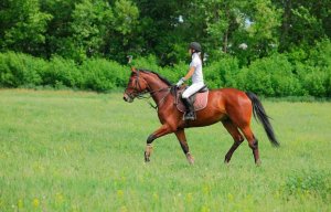 Mujer herida tras caérsele encima caballo desbocado