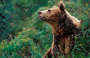 Primer censo genético nacional del oso pardo