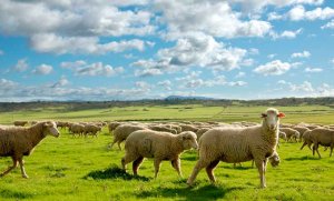Rechazo a "impuesto" a productores de ovino y caprino