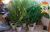 Detenido por cultivar marihuana en su vivienda