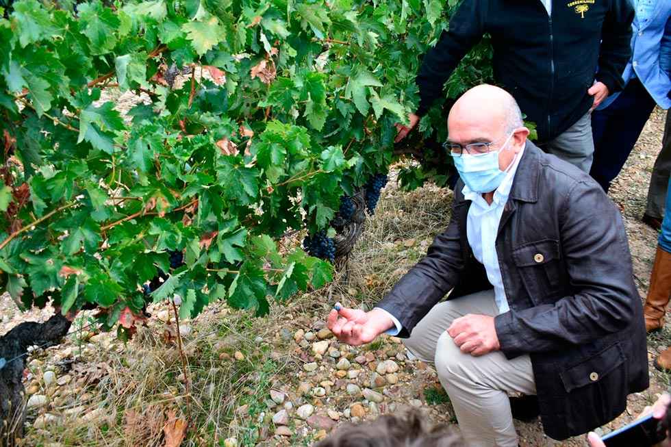 La Junta confirma las buenas previsiones de la vendimia La Junta confirma las buenas previsiones de la vendimia