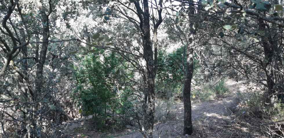 Detenidas cuatro personas por plantación de marihuana Detenidas cuatro personas por plantación de marihuana
