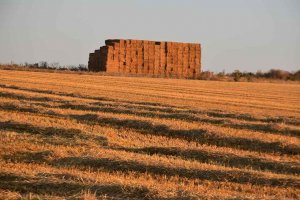 Agroseguro abre plazo para seguro de herbáceos