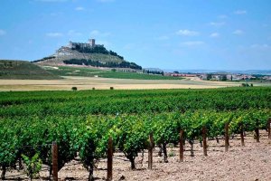 Ribera del Duero, entre los mejores vinos de Guía Peñín