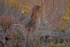 2.500 sobres-fichas para colaborar en proyecto "Coturnix"