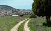 Fallece un hombre, tras caerle encima un pino