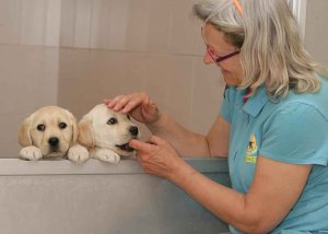 45 perros guía facilitan vida a ciegos en la región