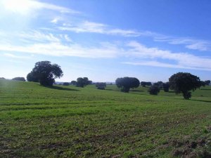 Autorizada transformación en regadío de una planta trufera