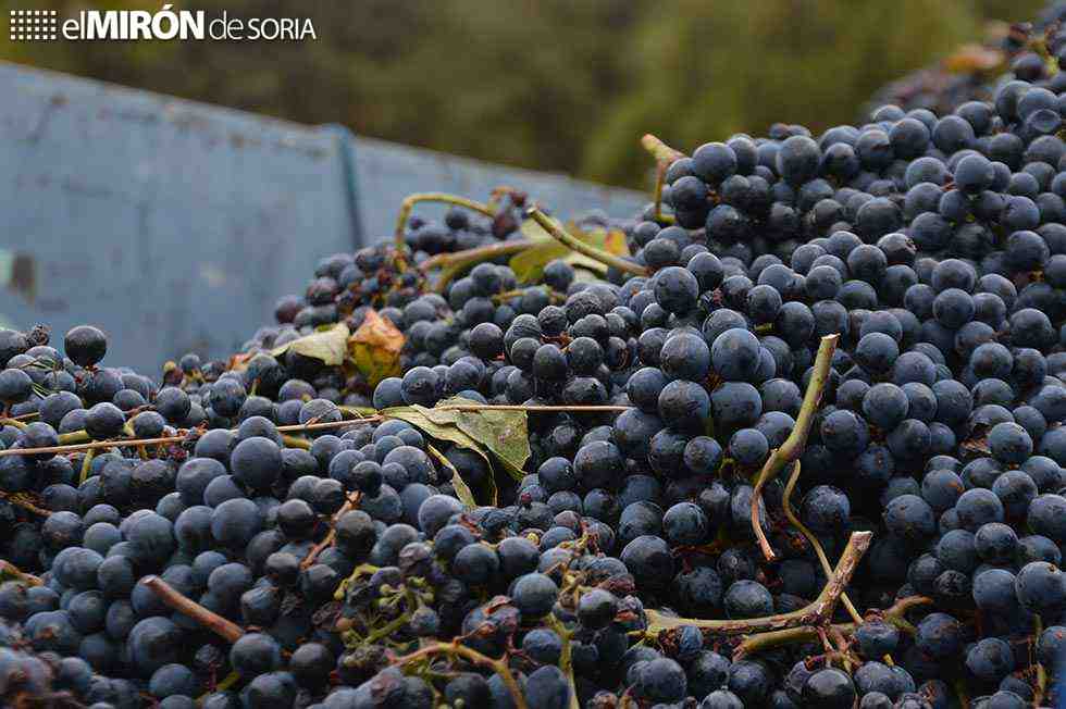 Bodegas Castillejo, en plena vendimia