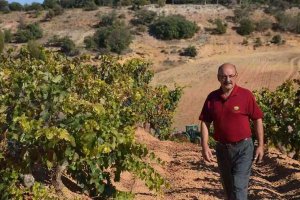 Bodegas Castillejo ultima la vendimia marcada por Covid