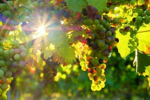 Un tercio sin ejecutar del plan de ayuda sector vitivinícola