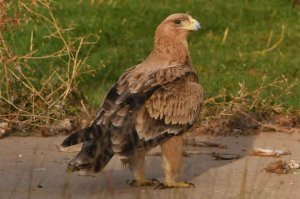 El águila imperial visita Berlanga