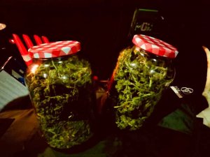 500 gramos de marihuana en hojas en Ólvega