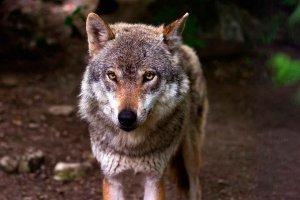 Rechazo a aumentar la protección del lobo