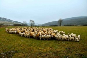 La Junta abona ayudas al sector ovino