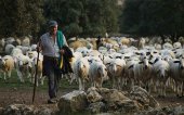 Actualizada identificación de cabaña ovina y caprina