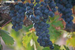 Crece la producción de uva de vino con seguro agrario
