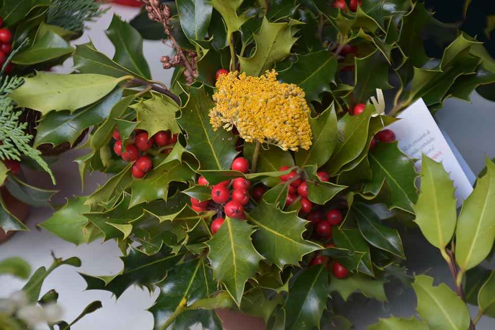 El acebo de Soria adorna la Navidad española El acebo de Soria adorna la Navidad española